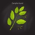 Camphor tree branch