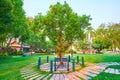 The Camphor Tree in Buak Hard park, Chiang Mai, Thailand