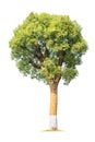 Camphor tree isolated