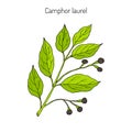 Camphor tree, medicinal plant Royalty Free Stock Photo