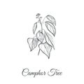 Camphor tree vector illustration. Camphor Tree