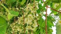 Camphor trees in bloom. Small flowers bloom on the camphor branches.