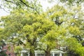 Camphor trees in front of Hangzhou Shangri-La Hotel