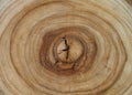 Camphor wood tree rings texture