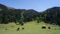 Camping area in Ayder, Camlihemsin, Rize, Turkey.