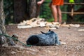 Camping Dog Royalty Free Stock Photo