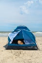 Camping dog with tent at the beach Royalty Free Stock Photo