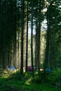 Camping in forest