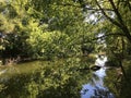 Camping. Forest fairy tale. River bank. Dense foliage in the trees. Royalty Free Stock Photo