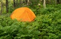 Camping In A Forest. Orange Camping Tent With Green Fern Foliage Around. Adventure Outdoor Travel. Camp In The Woods.