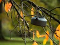 Camping kettle hanging in autumn tree branches Royalty Free Stock Photo