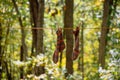 Colorful handknit socks hanging to dry on the clothesline Royalty Free Stock Photo