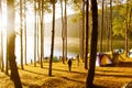 Camping at Pang Tong Under Royal Forest Park