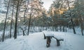 Camping place in forest, winter sunrise Royalty Free Stock Photo