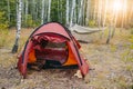 Camping red tent in birch grove. Hammock, sunset light. Adventure,travel,leisure