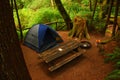 Camping in the Redwoods Royalty Free Stock Photo