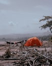 Camping on the Sancang Garut Sea Beach with Views of Wood Scattered Everywhere