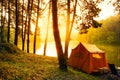 Camping site in pine forest scene