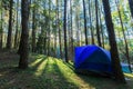 Camping site at pine plantations