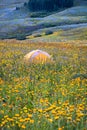 Camping tent in the middle of rocky mountain wildflower meadow, near Crested Butte, Colorado Royalty Free Stock Photo