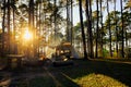 Camping tent tourism under pine forest trees landscape backlit by golden sunlight with sun rays pouring through trees. Campground Royalty Free Stock Photo