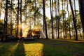 Camping tent tourism under pine forest trees landscape backlit by golden sunlight with sun rays pouring through trees. Campground Royalty Free Stock Photo