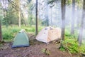 Camping and tent under the pine forest in sunrise Royalty Free Stock Photo