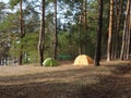 Camping and tent under the pine forest in sunset