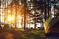 Camping and tent under the pine forest in sunset at North of Thailand.