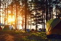 Camping and tent under the pine forest in sunset at North of Thailand. Royalty Free Stock Photo