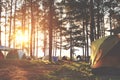 Camping and tent under the pine forest in sunset at North of Thailand. Royalty Free Stock Photo