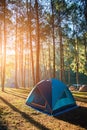 Camping and tent under the pine forest in sunset at Pang-ung Royalty Free Stock Photo