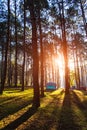 Camping and tent under the pine forest in sunset at Pang-ung, Royalty Free Stock Photo