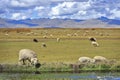 Campo con ovejas