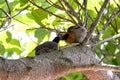 Campo Flicker Bird