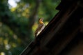 Campo flicker. Colaptes campestris in Argentina. Royalty Free Stock Photo