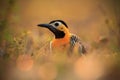 Campo Flicker, Colaptes campestris, exotic woodpecker in the nature habitat, bird sitting in the grass, yellow and black head Royalty Free Stock Photo