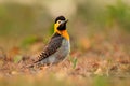 Campo Flicker, Colaptes campestris, exotic woodpecker in the nature habitat, bird sitting in the grass, yellow and black head, Mat Royalty Free Stock Photo