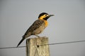 Campo flicker, Colaptes campestris Royalty Free Stock Photo