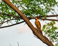 Campo Flicker woodpecker bird - Colaptes campestris - on tree branch