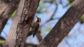 The campo flicker woodpecker beside the nest.