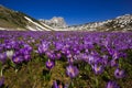 Campo Imperatore with violet crocus flowering