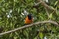 The campo troupial or campo oriole Icterus jamacaii is a species of bird in the family Icteridae Royalty Free Stock Photo