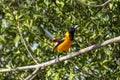 The campo troupial or campo oriole Icterus jamacaii is a species of bird in the family Icteridae Royalty Free Stock Photo