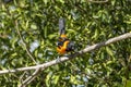 The campo troupial or campo oriole Icterus jamacaii is a species of bird in the family Icteridae Royalty Free Stock Photo