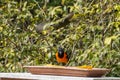 The campo troupial or campo oriole Icterus jamacaii is a species of bird in the family Icteridae Royalty Free Stock Photo