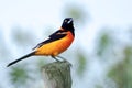 Campo Troupial Icterus jamacaii perched on a log under an unfocused background