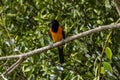 The campo troupial or campo oriole Icterus jamacaii is a species of bird in the family Icteridae Royalty Free Stock Photo