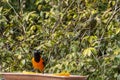 The campo troupial or campo oriole Icterus jamacaii is a species of bird in the family Icteridae Royalty Free Stock Photo