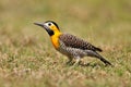Campogrondspecht, Campo Flicker, Colaptes campestris Royalty Free Stock Photo